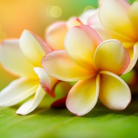 Meet your Posher, Tracy - Picture 1 of 1